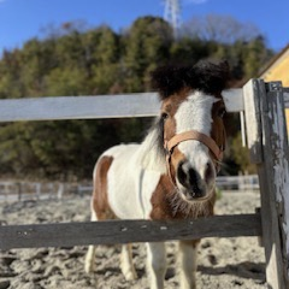 乗馬写真9